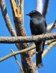 Melaenornis pammelaina ater