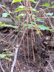 Zanthoxylum clava-herculis