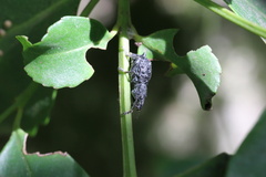 Megalometis spinifer