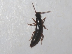Lathrobium brunnipes