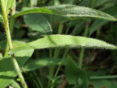 Hieracium cantalicum