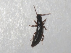 Lathrobium brunnipes