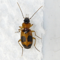 Badister neopulchellus