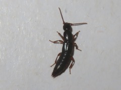 Lathrobium brunnipes