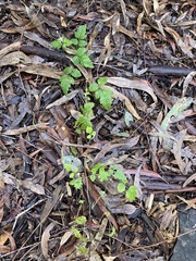Rubus parvifolius