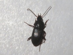 Pterostichus