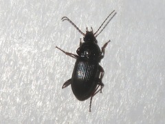Pterostichus