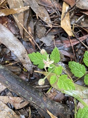 Rubus parvifolius