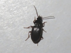 Pterostichus