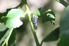 Megalometis spinifer