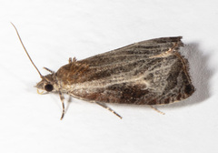 Olethreutes quadrifidum