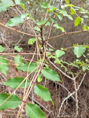 Zanthoxylum clava-herculis