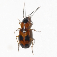 Badister neopulchellus