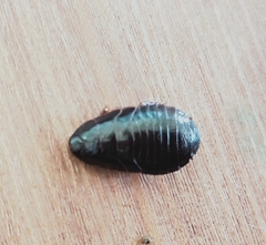 Blaberidae