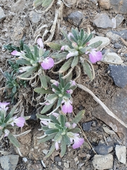 Ajuga iva