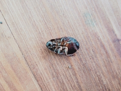 Blaberidae