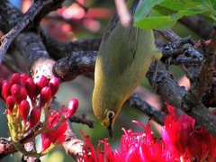 Zosterops virens virens