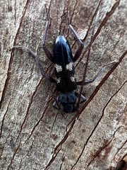 Phoracantha punctata