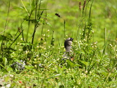 Pyrrhula erythaca