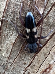 Phoracantha punctata