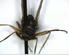 Calyptratae