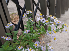 Aster microcephalus ovatus