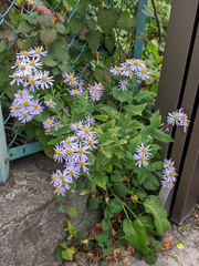 Aster microcephalus ovatus