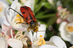Astylus trifasciatus