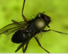 Calyptratae