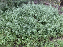 Chenopodium parabolicum