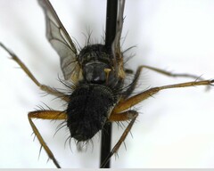 Calyptratae