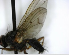 Calyptratae