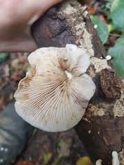Crepidotus