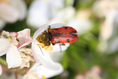 Astylus trifasciatus