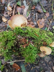 Crepidotus