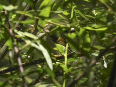 Phylloscopus pulcher