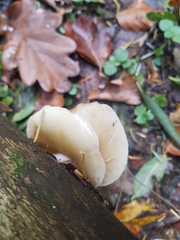 Crepidotus