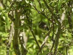 Phylloscopus pulcher