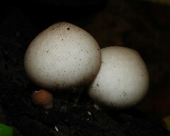 Apioperdon pyriforme