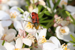 Astylus trifasciatus