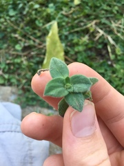 Richardia brasiliensis