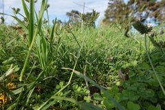 Eleusine tristachya