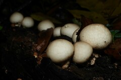 Apioperdon pyriforme