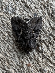 Ctenoplusia oxygramma