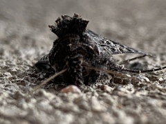 Ctenoplusia oxygramma