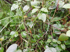 Cissus verticillata
