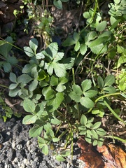 Zizia aurea