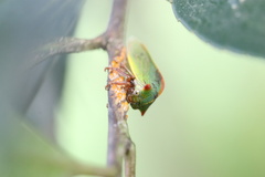 Alchisme rubrocostata