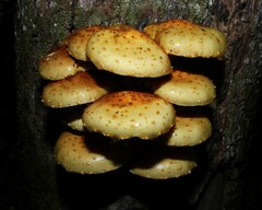 Adiposae