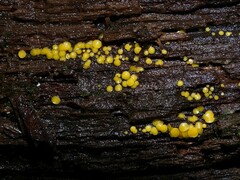 Calycina citrina